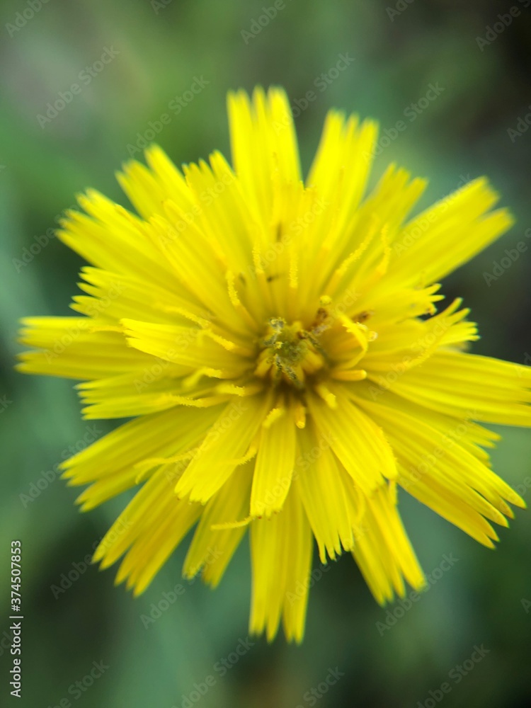 yellow flower of a dandelion