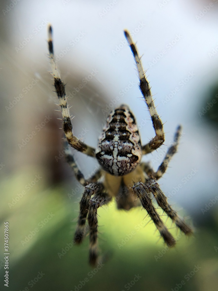 spider on the web