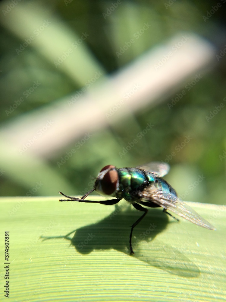 fly on green leaf