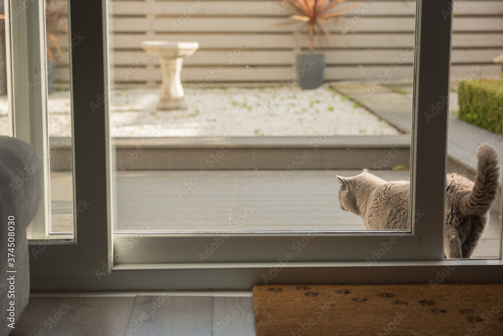 A British Short Hair cat walks out to a zen garden through a glass door in