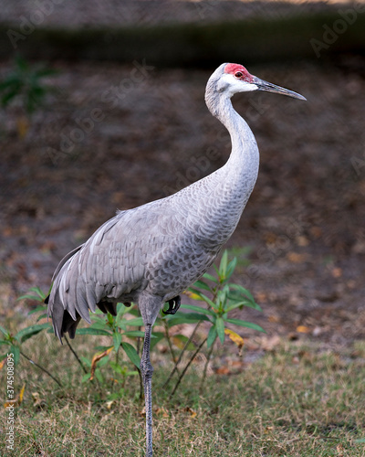 Sand hill crane Stock Photos.  Sand hill crane close-up profile view with foliage background displaying plumage, body, wings, head, long neck, legs, beak, red crown in its habitat and environment.