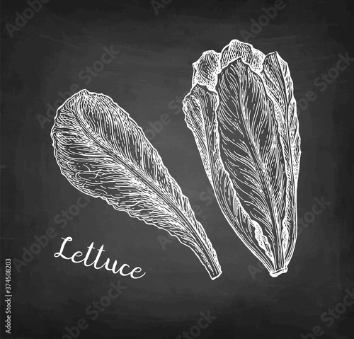 Chalk sketch of lettuce.