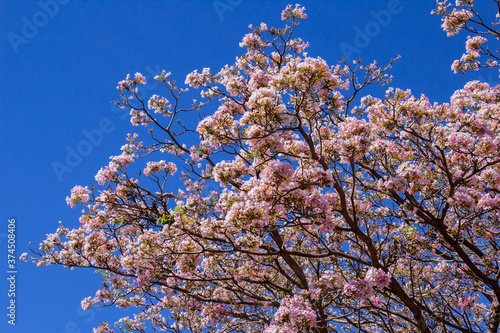 Flores de ipê cor-de-rosa com céu azul ao fundo. photo