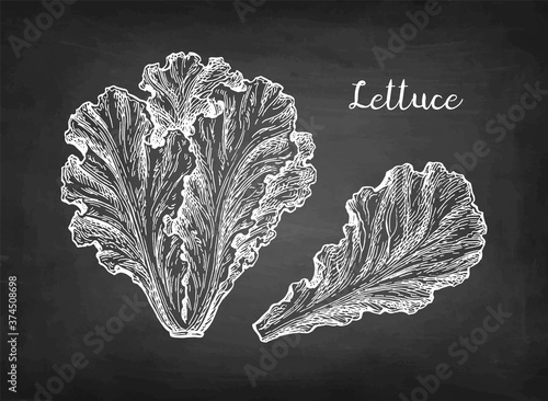 Chalk sketch of lettuce.