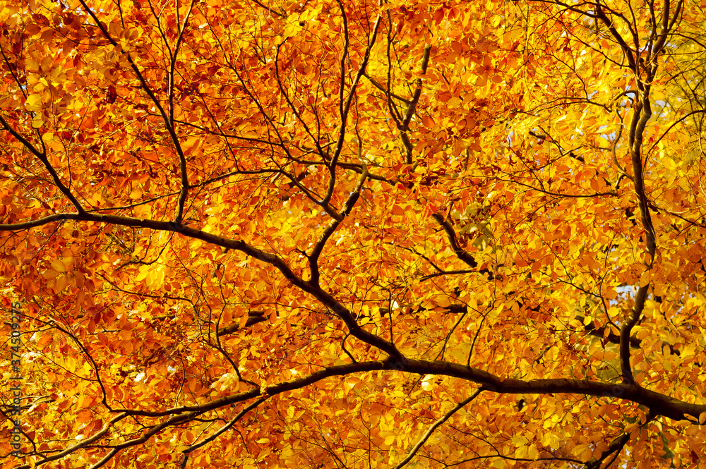 tree in autumn tree in autumn
