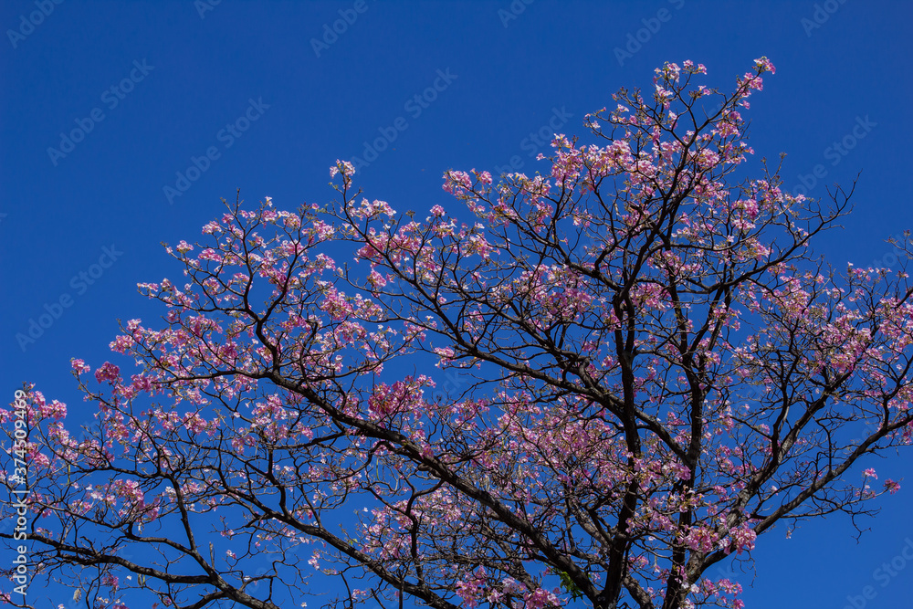 Ipê com os galhos cheios de flores cor-de-rosa com céu azul ao fundo.