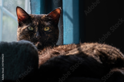 Slika na platnu A tortoiseshell cat poses against a blue background with a look of judgment