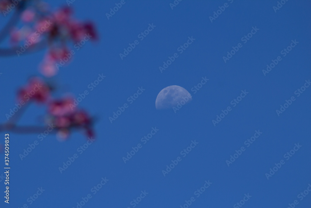 Lua no céu azul com ramos de flores de ipê rosa no canto. foto de Stock |  Adobe Stock