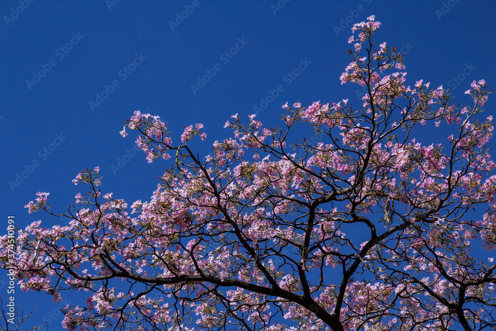 Detalhe de árvore. Copa de ipê rosa florido com céu azul ao fundo.