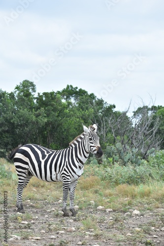 zebra  adult  road  day  white  mammal  africa  young  animal  wild  travel  sunny  walk  striped  african  wildlife  equus  grass  summer  lifestyle  black  stripes  nature  background  looking  safa