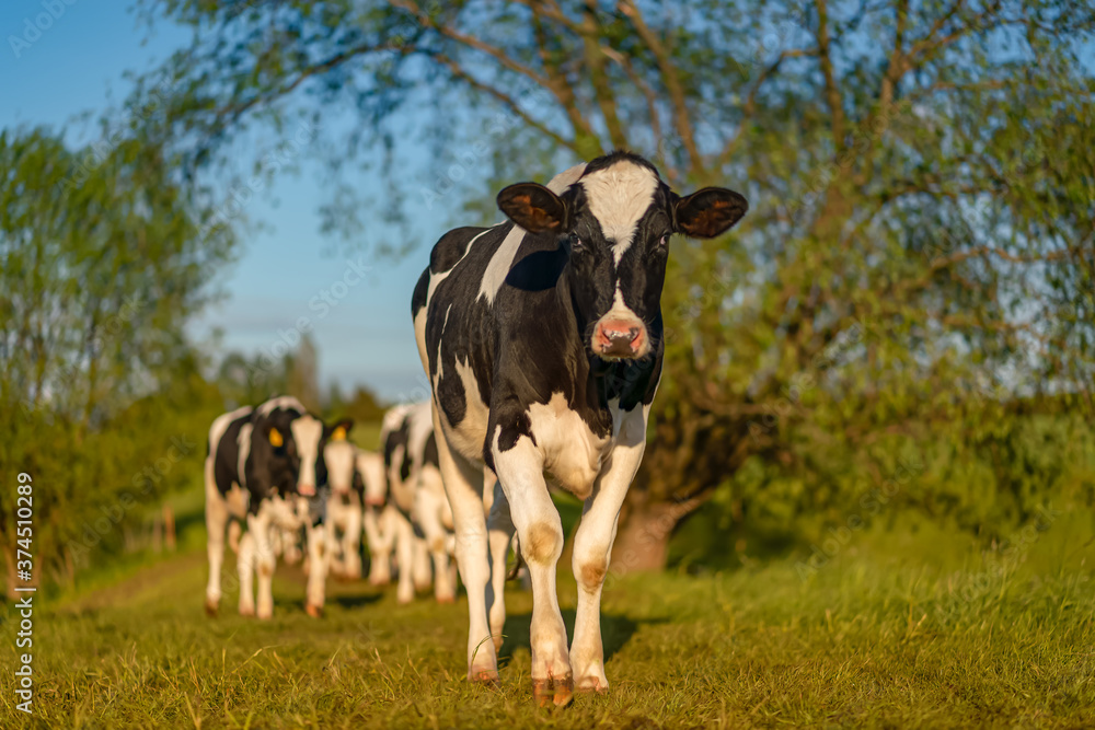 Deutsche Holsteins - schwarz-weiß gescheckte Milchkühe auf einer Bio Weide