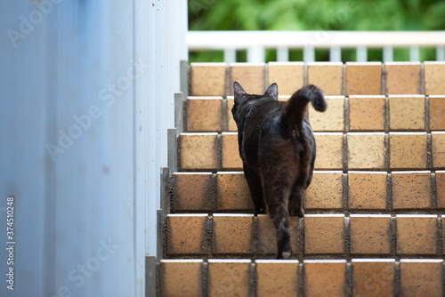階段を上っている黒猫