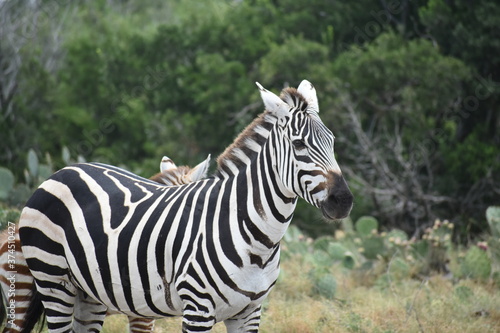 zebra  adult  road  day  white  mammal  africa  young  animal  wild  travel  sunny  walk  striped  african  wildlife  equus  grass  summer  lifestyle  black  stripes  nature  background  looking  safa