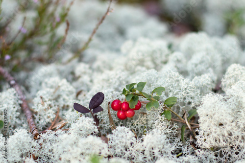 A single red cowberry, lingonberry (Vaccinium vitis-idaea) bunch in white reindeer moss of a bog forest during late summer or autumn