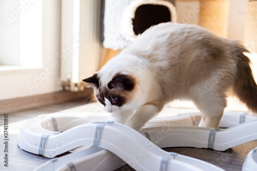Foto Spielende Ragdoll