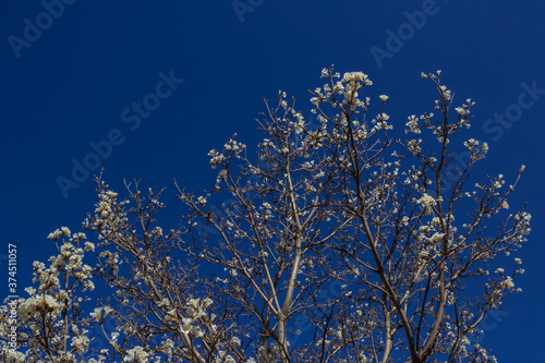 Wallpaper Mural Galhos de ipê branco cheio de flores. Torontodigital.ca