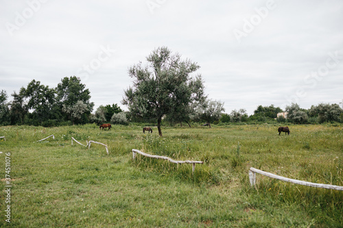 Fototapeta Naklejka Na Ścianę i Meble -  Green countryside field. Idyllic rural scene.