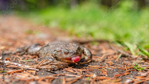Toter Frosch / Kröte bei der Wanderung am Wegesrand im sommer