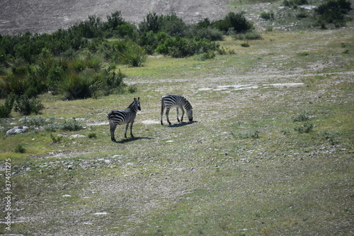 zebra portrait from a distance