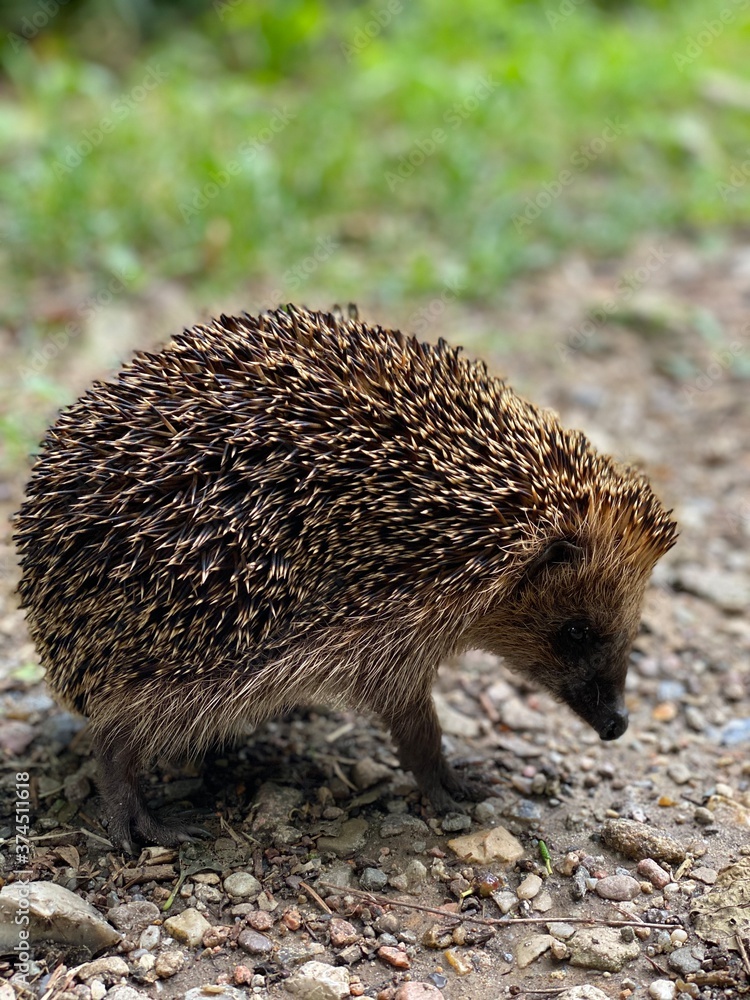 Fototapeta premium hedgehog in the grass