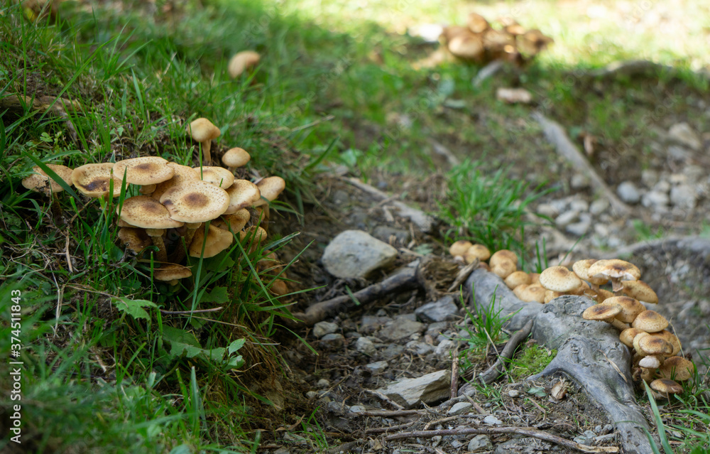 Pholiota squarrosa along a mountain path Pholiota squarrosa along a mountain path