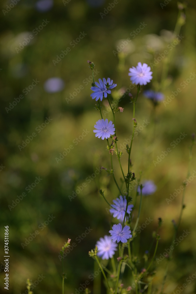 medicinal plant Cichorium intybus. chicory flower in blooming period medicinal plant Cichorium intybus. chicory flower in blooming period