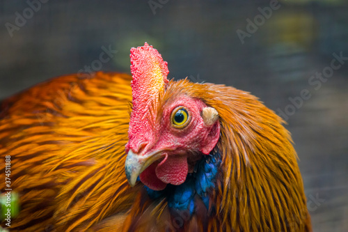 The male Sri Lankan junglefowl (Gallus lafayettii). It is a member of the Galliformes bird order which is endemic to Sri Lanka, where it is the national bird.  photo