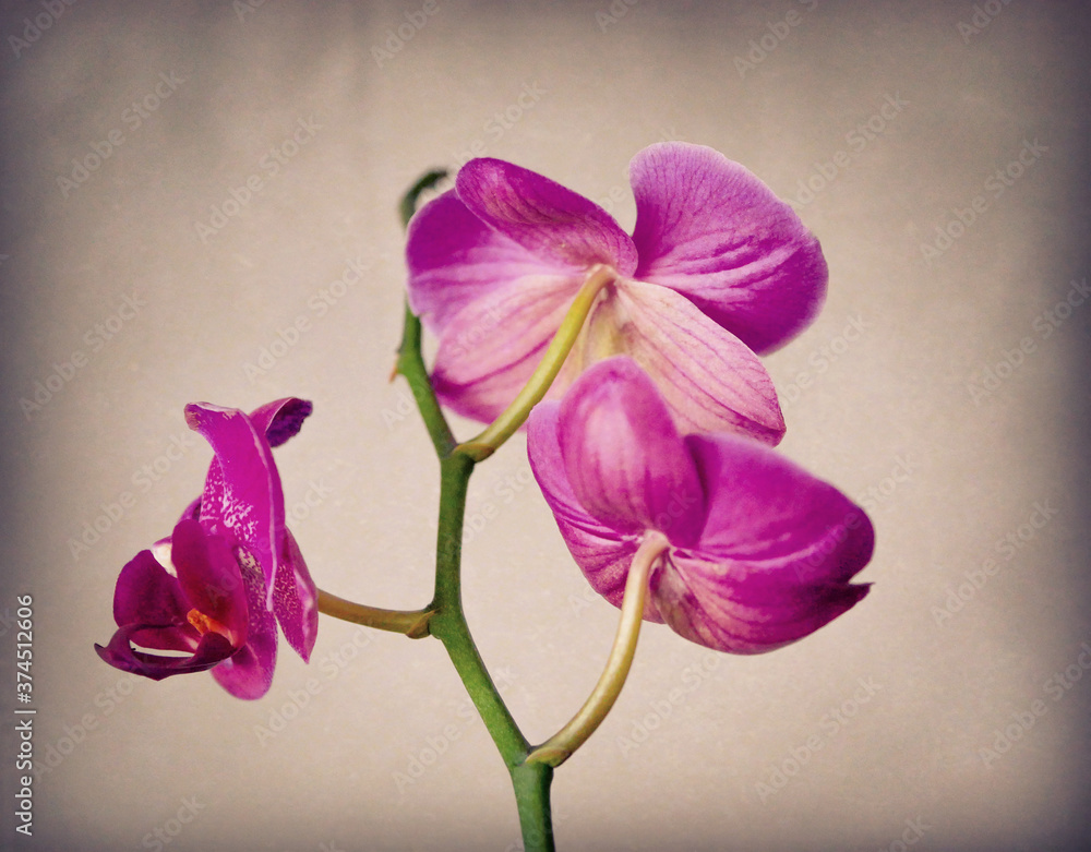 orchid on black