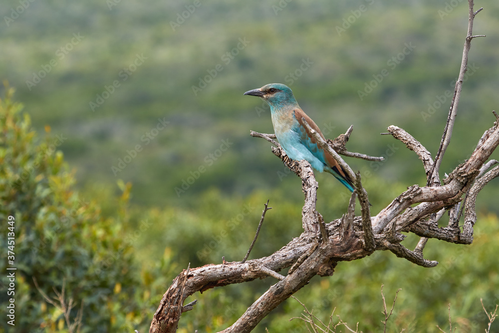 Fototapeta premium European roller sitting on a branch