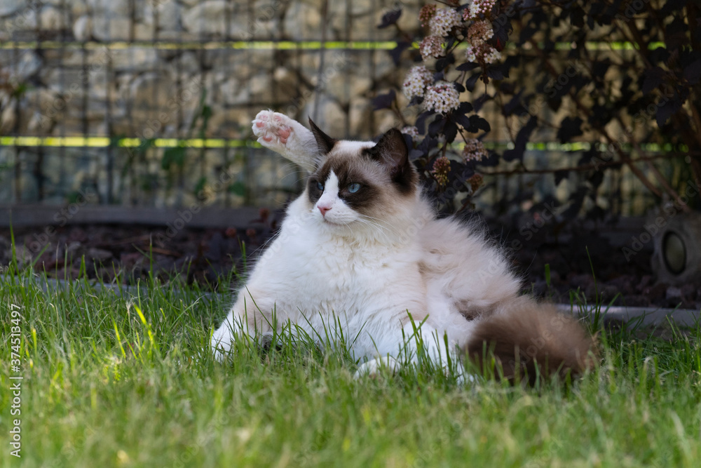 Ragdoll im Garten Ragdoll im Garten