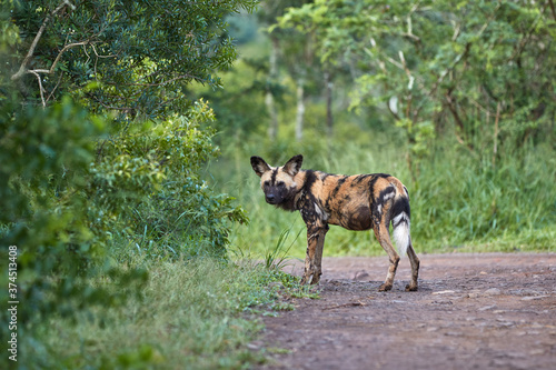 A painted dog standing on the road © Lennjo