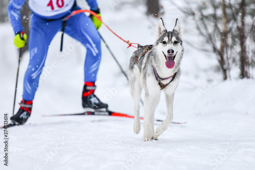 Dog skijoring winter competition photo