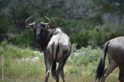 Fototapeta Naklejka Na Ścianę i Meble -  close up of a Wildebeest portrait
