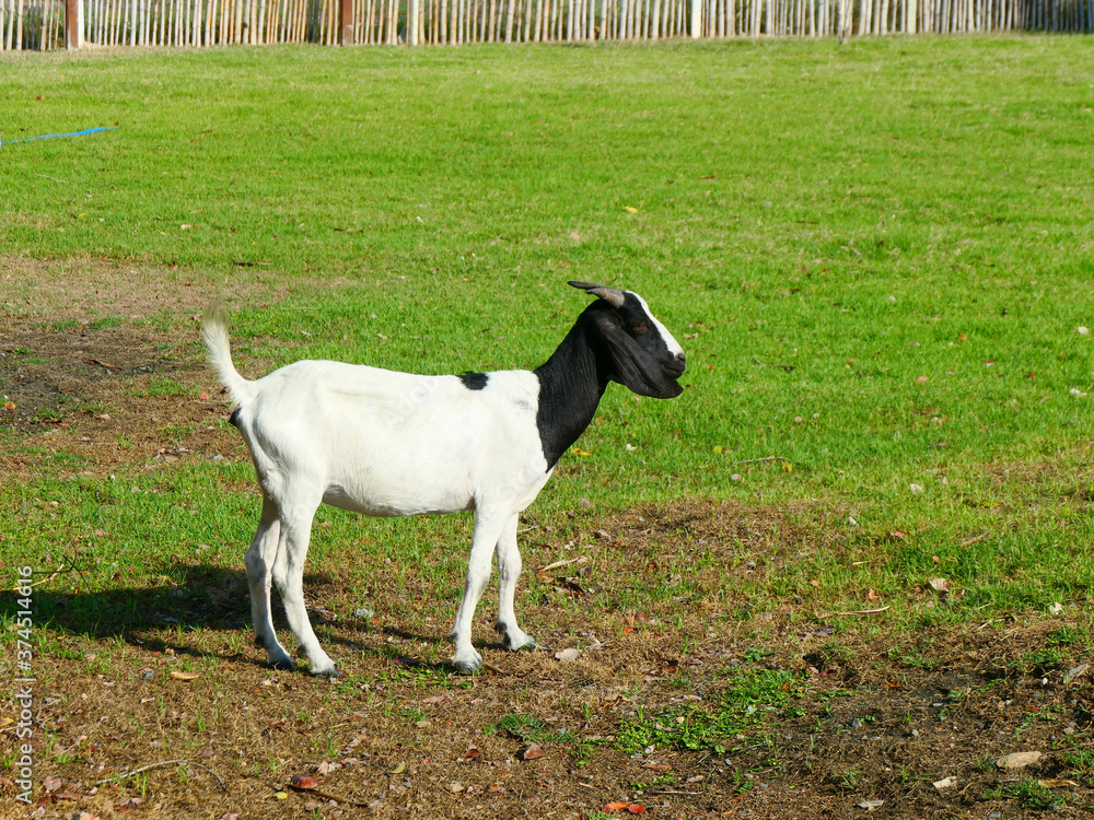 The goat body is white and black, with pointed horns standing solely in the lawn. The goat body is white and black, with pointed horns standing solely in the lawn.