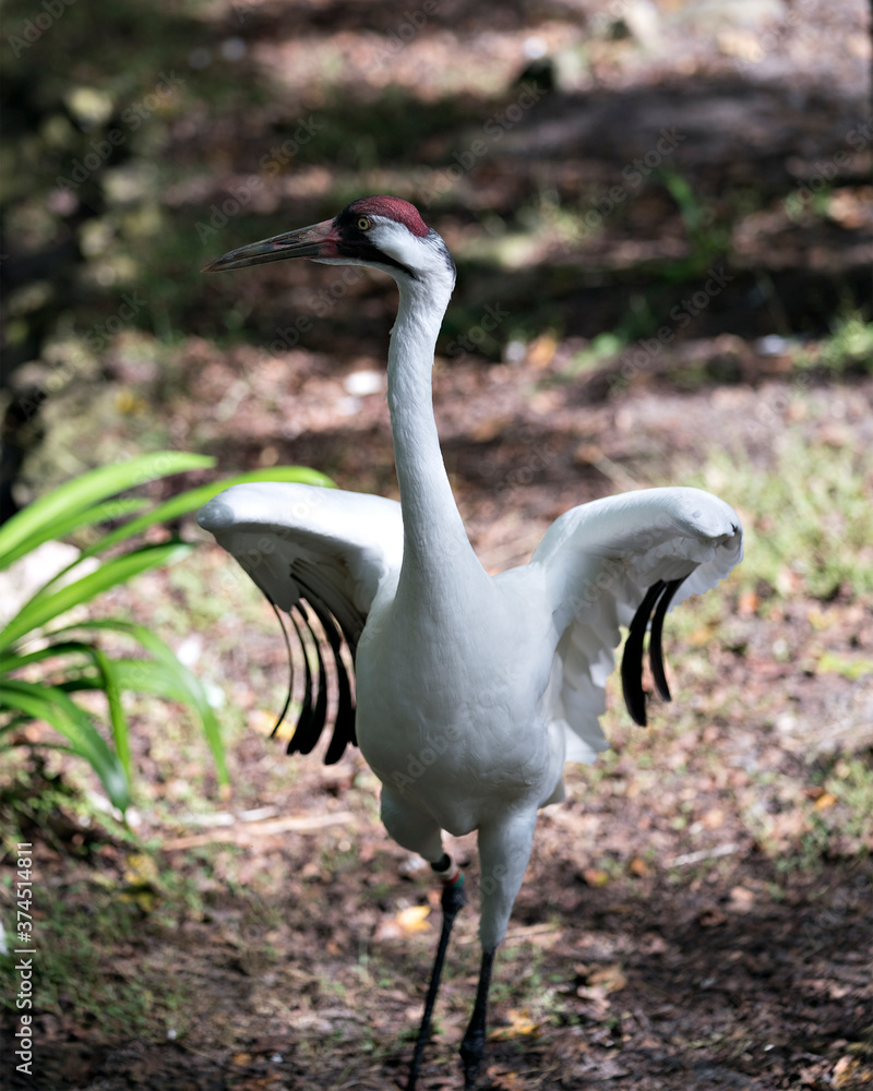 Fototapeta premium Whooping crane stock photos. Whooping Crane close up with stretching wings and displaying its beautiful white feather plumage, body, beak, head, eye, feet in its habitat with a blur background.