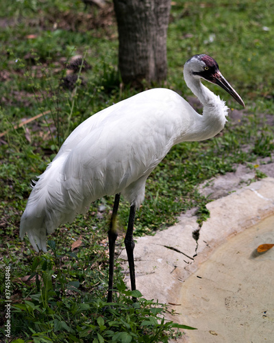 Whooping crane stock photos. Endangered species. Close-up profile view standing tall by the water with foliage background in its habitat and environment. Picture. Portrait. Image. Photo.