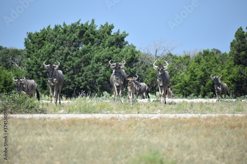 close up of a Wildebeest portrait