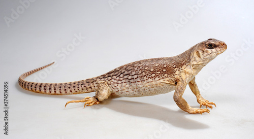 Desert iguana / Wüstenleguan (Dipsosaurus dorsalis)  photo