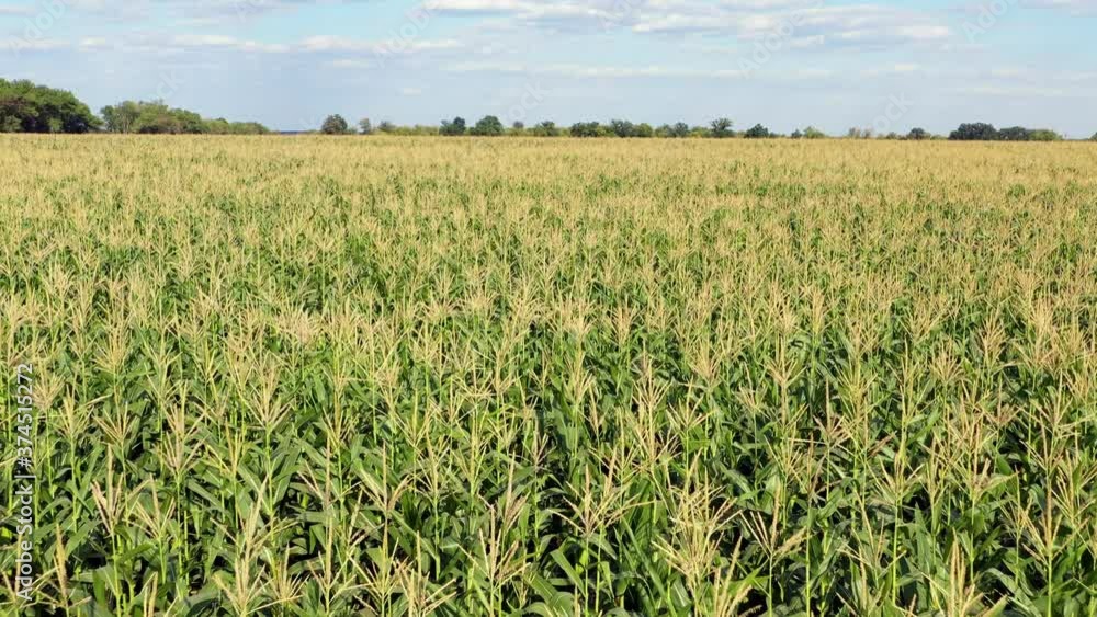 Green corn field. Aerial view. Green corn field. Aerial view.