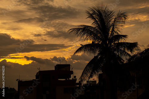 silhouette of a coconut tree at sunset © Sharique
