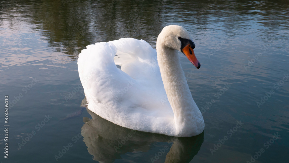 Obraz premium Beautiful adult white swan on the river