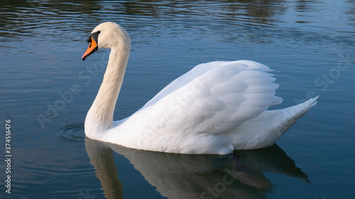 White swan on blue water