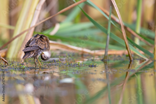 Close up of a juvenile little crake(Zapornia parva) foraging at a swamp in the Netherlands.