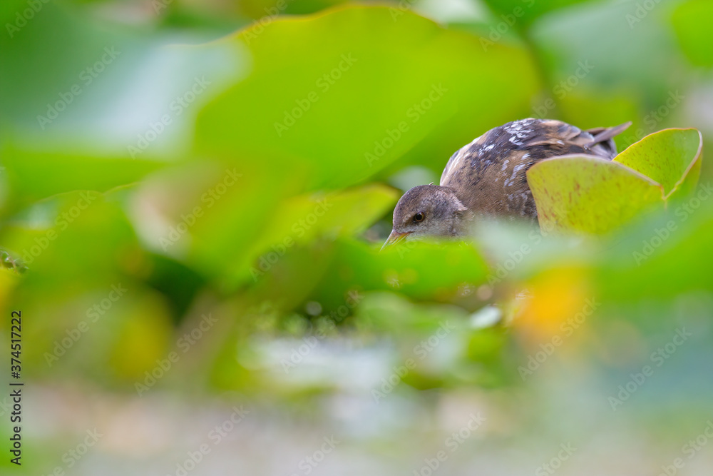 Close up of a juvenile little crake(Zapornia parva) foraging at a swamp in the Netherlands.