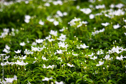 green grass with flowers