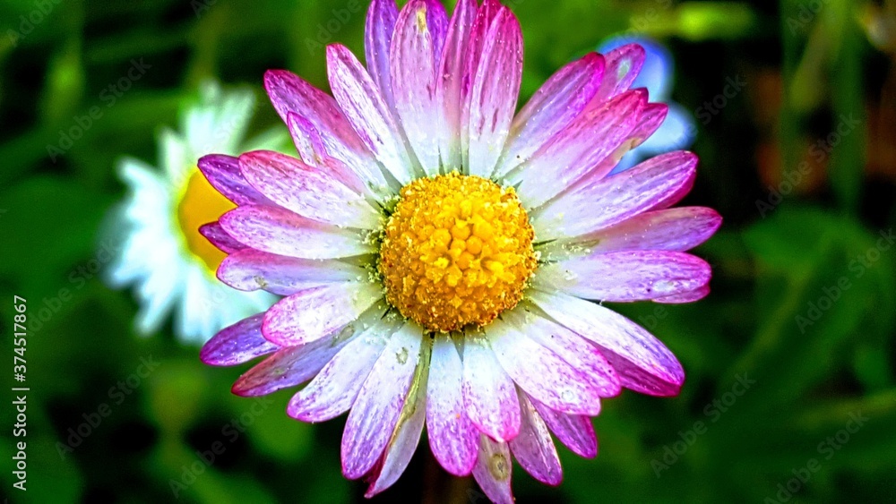 Close up of a field daisy
Close up of a field daisy