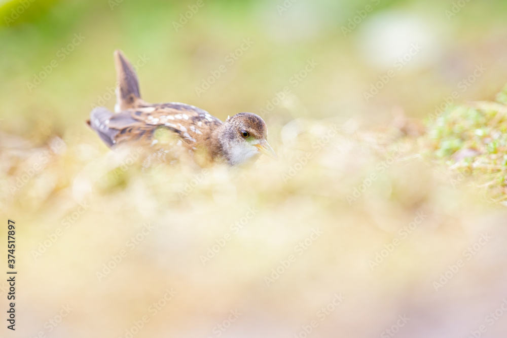 Close up of a juvenile little crake(Zapornia parva) foraging at a swamp in the Netherlands. Close up of a juvenile little crake(Zapornia parva) foraging at a swamp in the Netherlands.