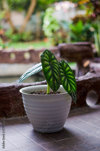 Alocasia Dragon Scale plants in white pot in the garden