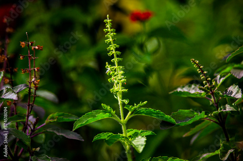 close up of a wild flower © AsikurRahman