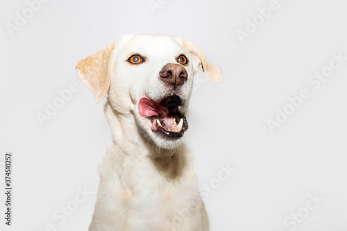 funny labrador retriever licking its nose with tongue out. Isolated on gray background.